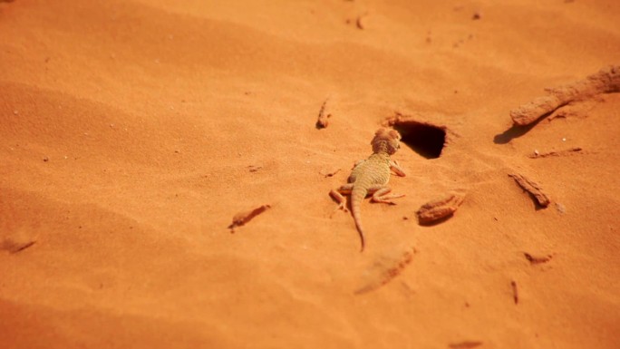 蜥蜴坐在沙滩上休息，然后奔跑。