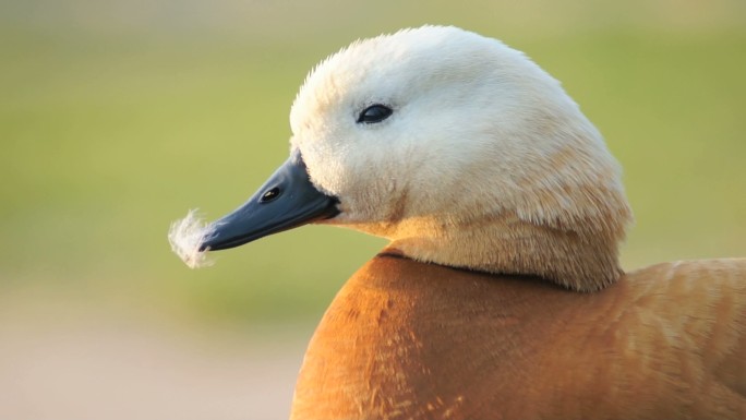 阳光下的红鸭大自然生命湿地
