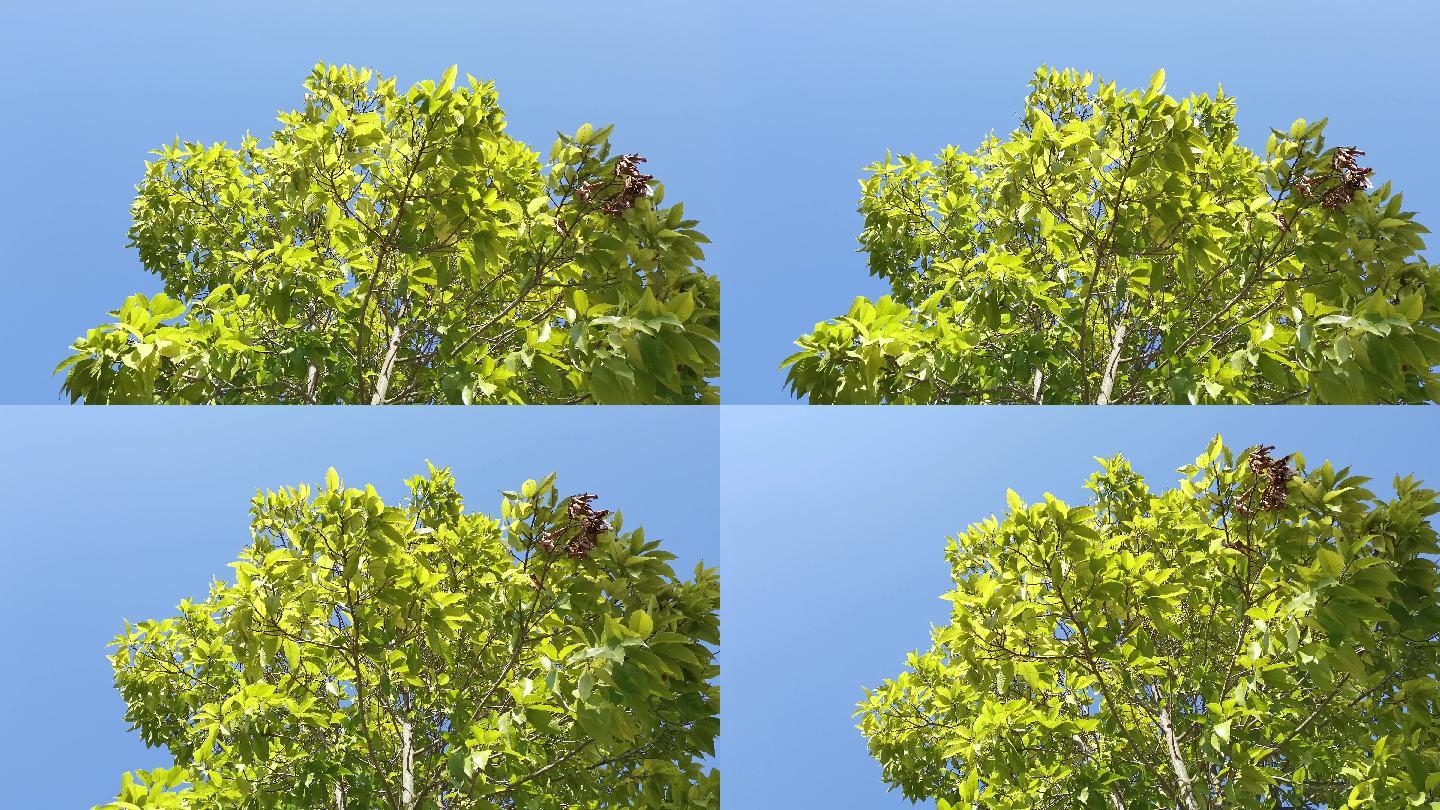 【4K正版】风吹动树叶实拍素材