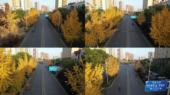 道路两旁的银杏树