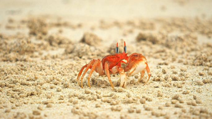 海滩上的螃蟹特写镜头