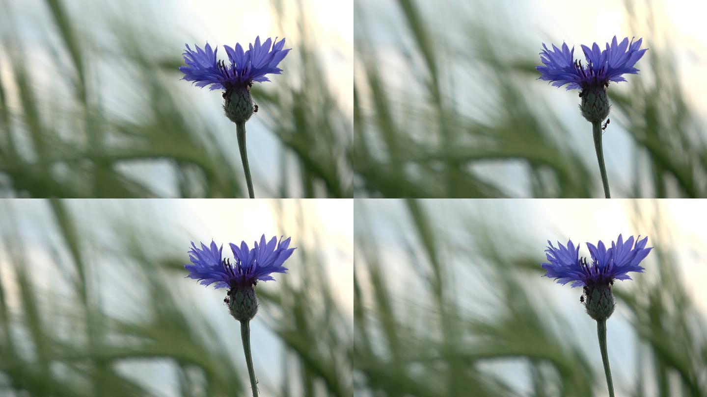 地里的蓝色野花蓝野花朵