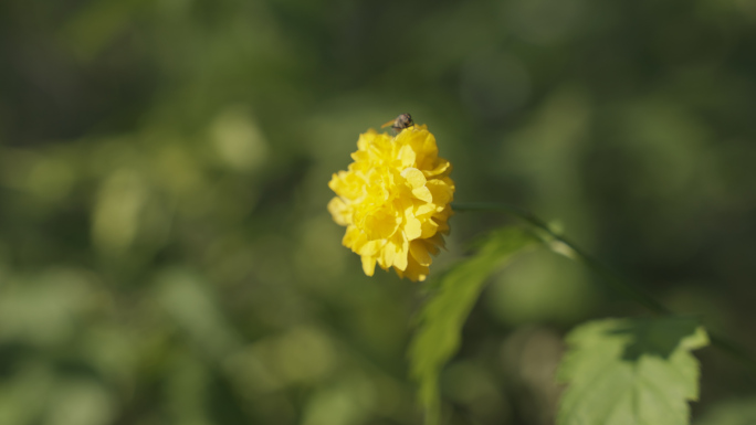 公园空境春天夏日唯美阳光温馨治愈自然花朵