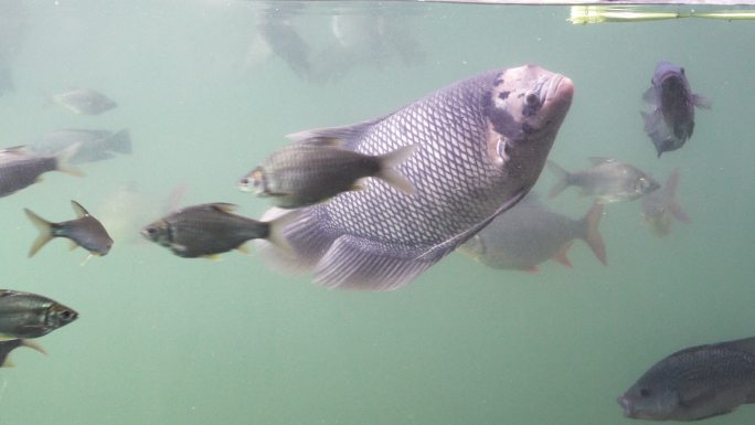 淡水鱼在水下游动水产品养殖业鱼塘鱼池
