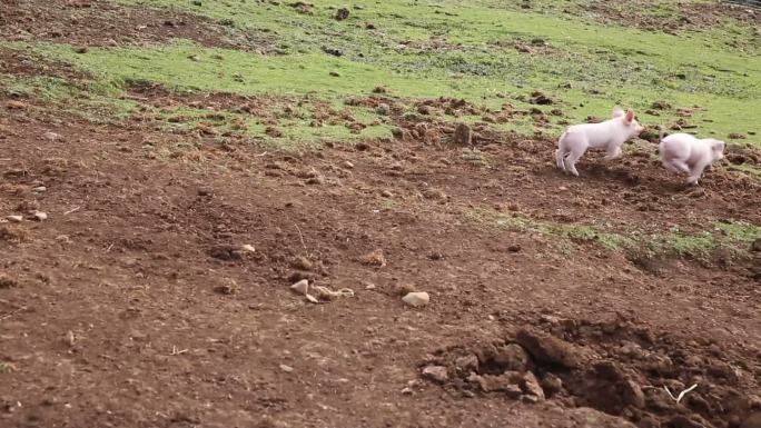 两只小猪跑向母猪