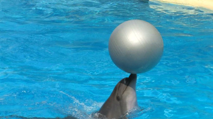 海豚玩银球