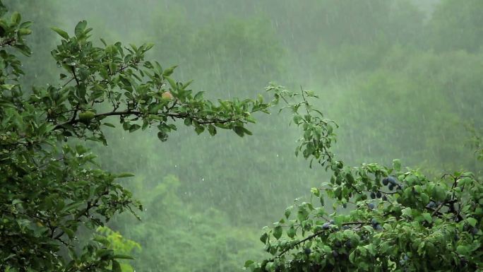 在雨中湿漉漉的果树