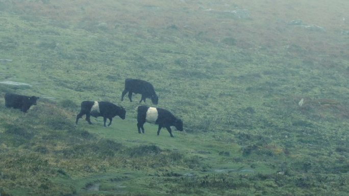 暴雨中沼地上一群加洛韦牛