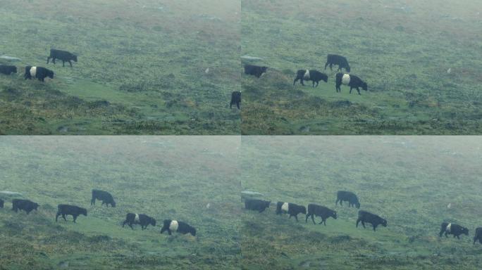 暴雨中沼地上一群加洛韦牛