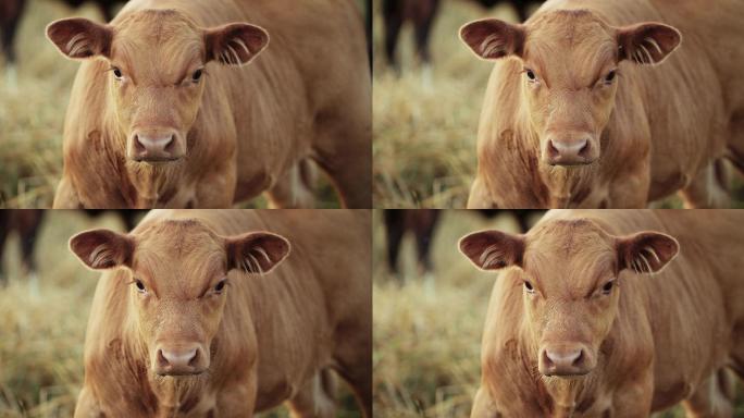 一头美丽的年轻米色母牛，看着相机