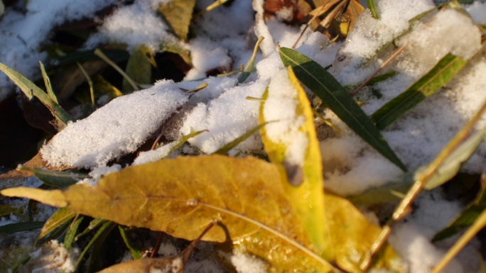 积雪特写