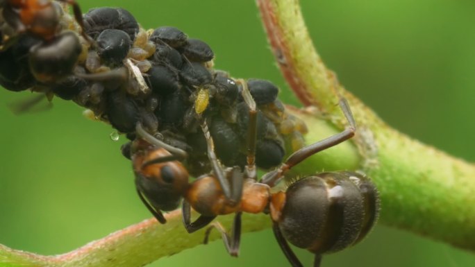 蚂蚁收集蚜虫分泌的蜜露。宏观的画面。
