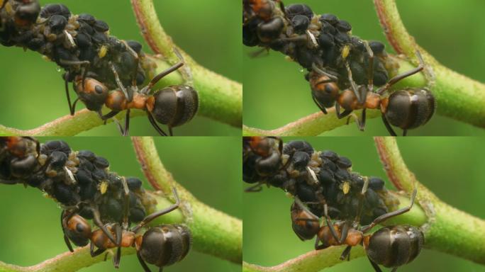 蚂蚁收集蚜虫分泌的蜜露。宏观的画面。