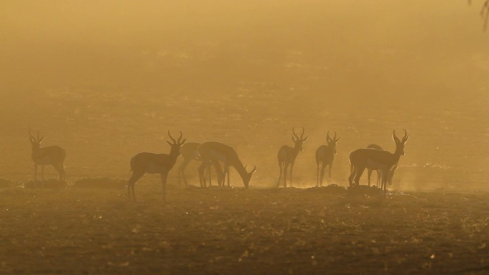 日出时的沙尘中的羚羊