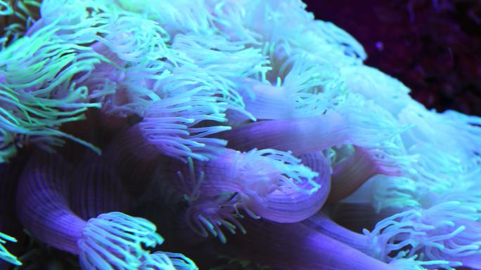 热带海底彩色珊瑚特写镜头