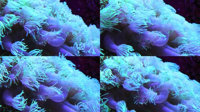 热带海底彩色珊瑚特写镜头