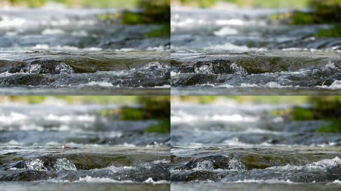 清澈的河流空镜虚实干净流淌水质素材