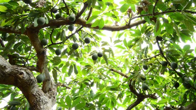 鳄梨在树上牛油果果园果树实拍视频