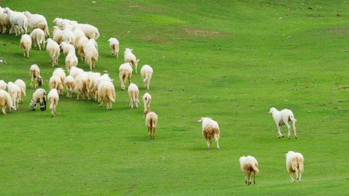 一群羊在绿色的草地上