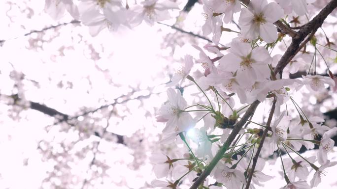 樱花花枝招展花满枝头花朵