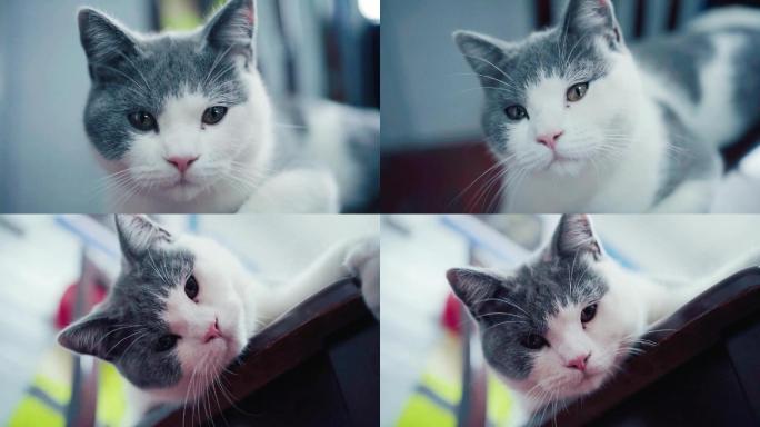 英短蓝白宠物猫高清视频