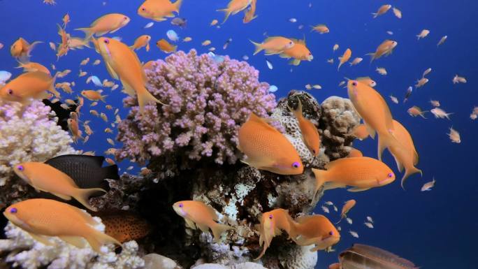 红海热带暗礁上的鱼类
