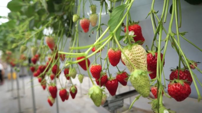 农场的各种草莓照片