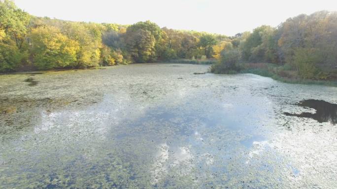 池塘里的死水和枯萎的叶子