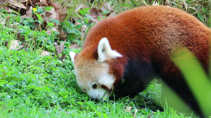 小熊猫在吃草国家保护动物森林树林可爱