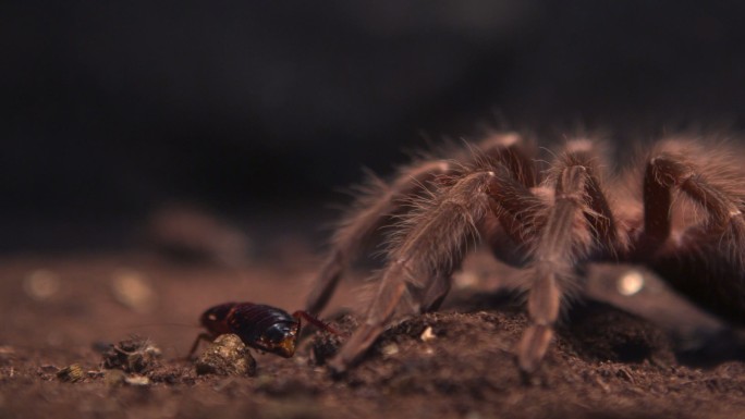 蜘蛛吃猎物的慢镜头