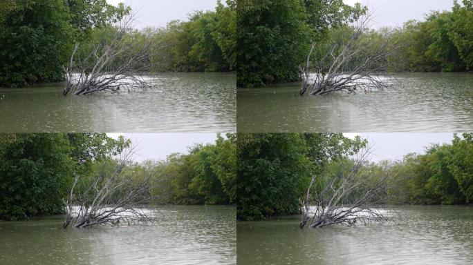 在泰国的红树林下着雨