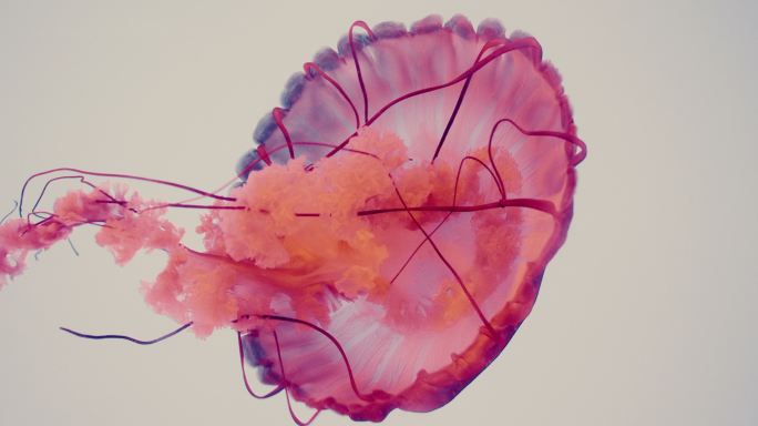 一个巨大的水母三维动画彩色游泳游动