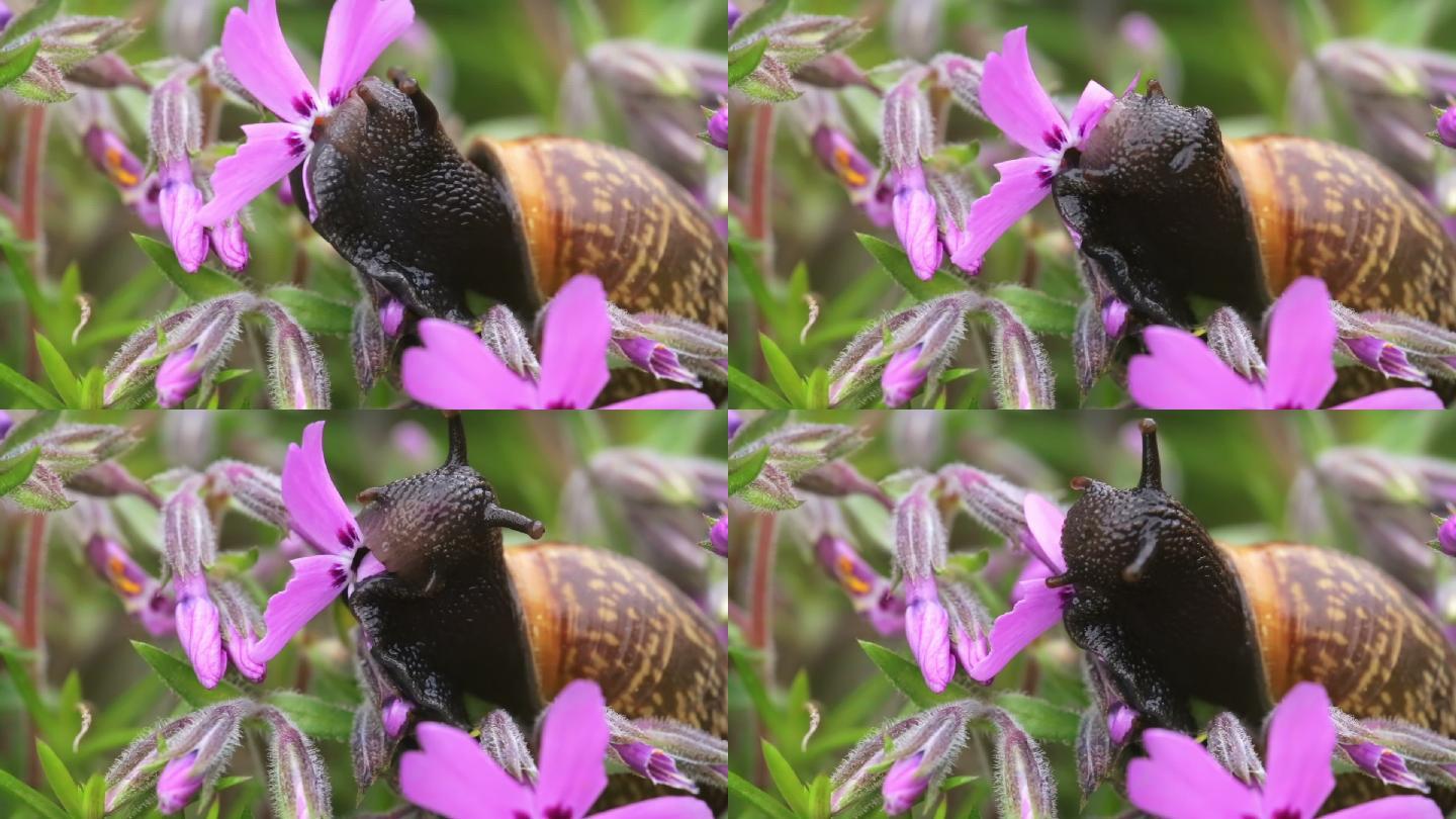 蜗牛正在吃花进食蠕动春天春季花开特写空镜