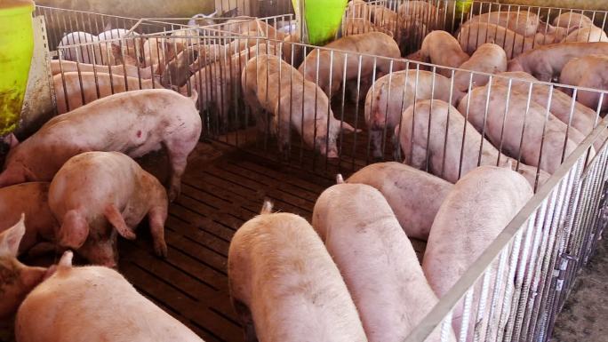 农场拥挤的猪养猪场养殖场猪圈