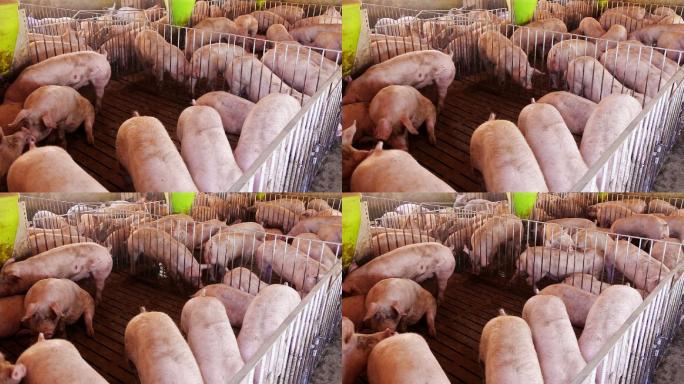农场拥挤的猪养猪场养殖场猪圈