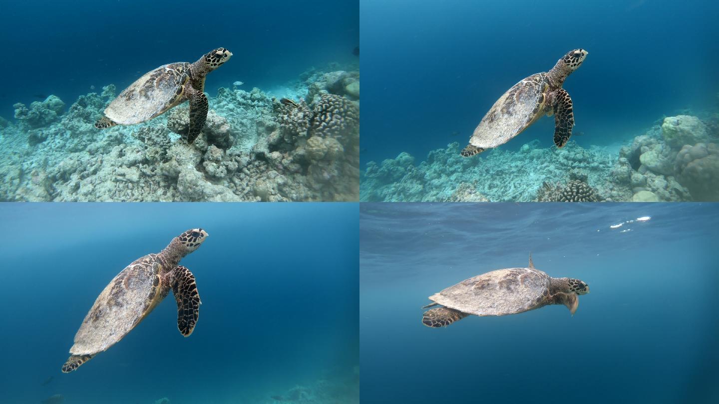 海龟在浅水的珊瑚下游泳。