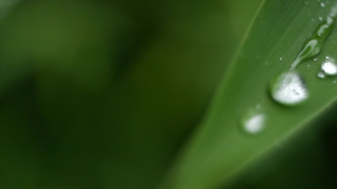 唯美雨中竹叶