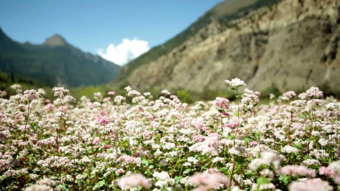 拍摄于喜马拉雅山脉的荞麦