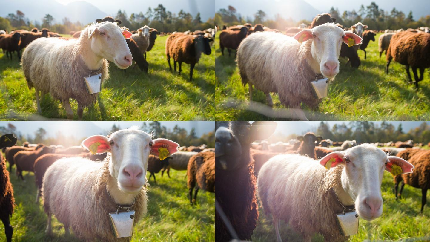 一群羊戴着铃铛产地基地产业养殖饲养畜牧牧