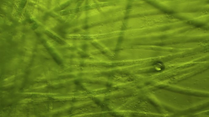 藻类微生物微观微距大自然