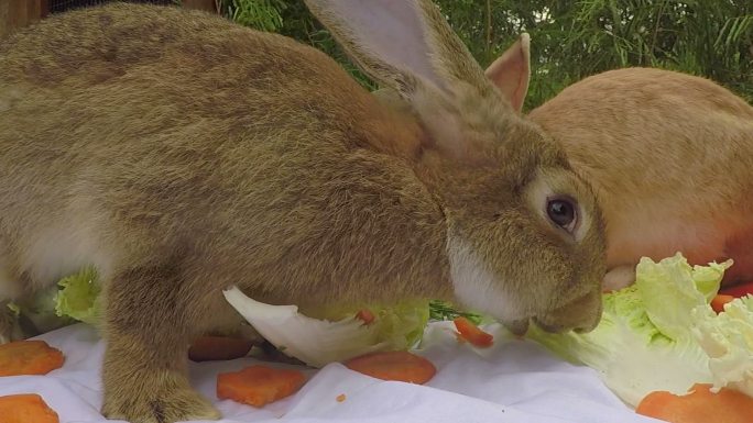 农场里的兔子进食白菜胡萝卜两只兔子