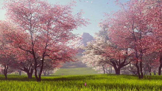 有樱花树和远处的富士山春日背景。