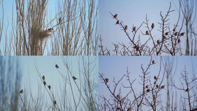 树上的喜鹊、麻雀，百鸟齐鸣