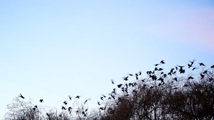 鸟儿从树上飞走了群居候鸟生态保护