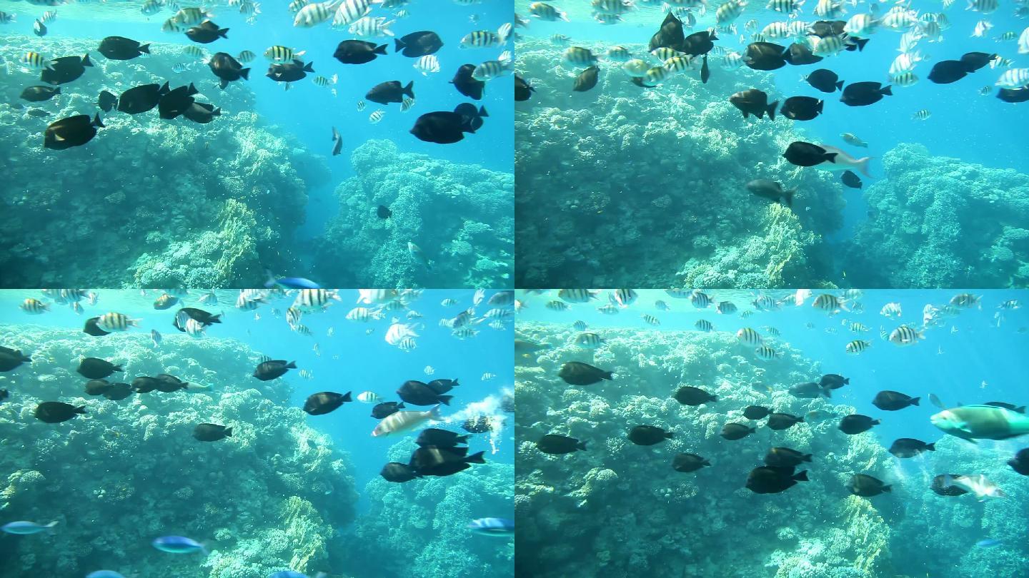 红海的水下镜头中的鱼