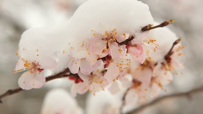 雪下的花树。雪花落在杏花上。