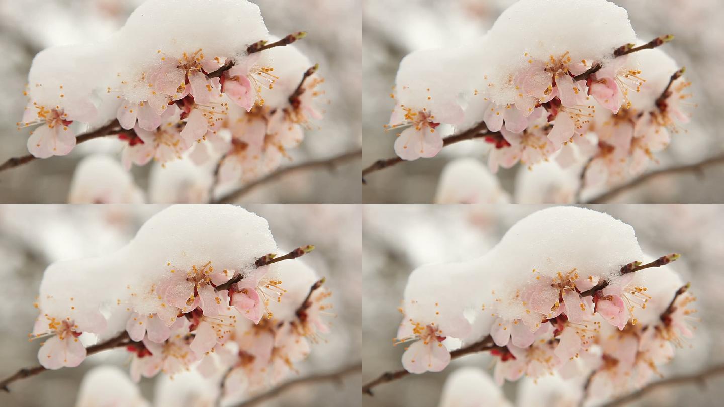 雪下的花树。雪花落在杏花上。