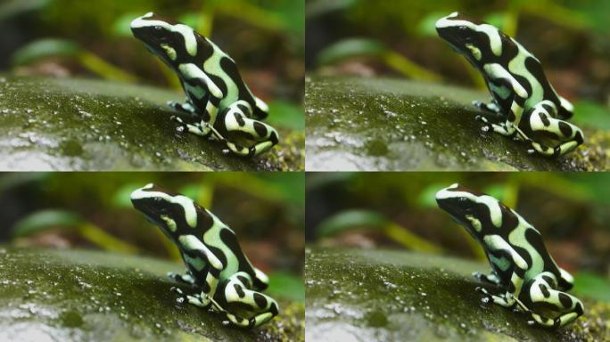 一个绿色和黑色的毒箭蛙的特写