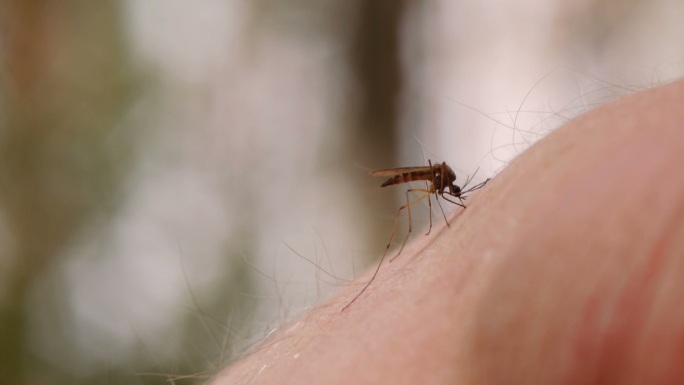 蚊子吸血人体皮肤的特写