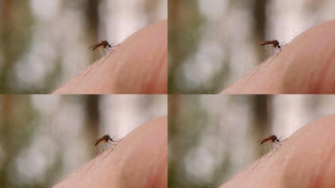 蚊子吸血人体皮肤的特写
